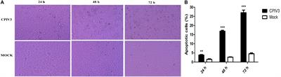 Bta-miR-98 Suppresses Replication of Caprine Parainfluenza Virus Type 3 Through Inhibiting Apoptosis by Targeting Caspase-3